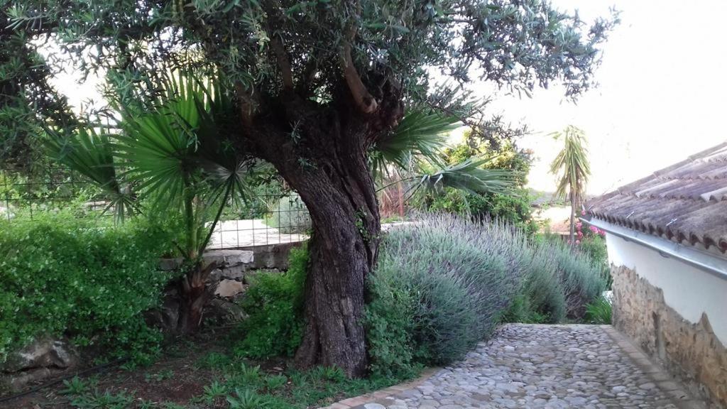 Villa Casas De Almajar à Prado Del Rey Extérieur photo